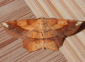Deep-yellow Euchlaena